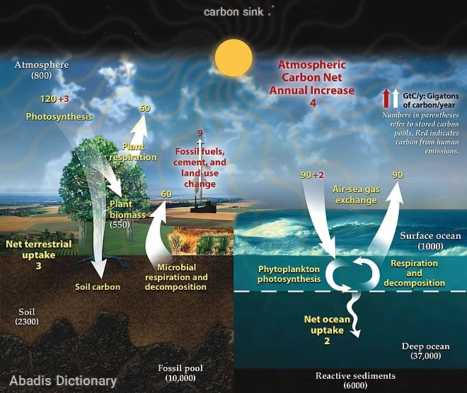 carbon sink